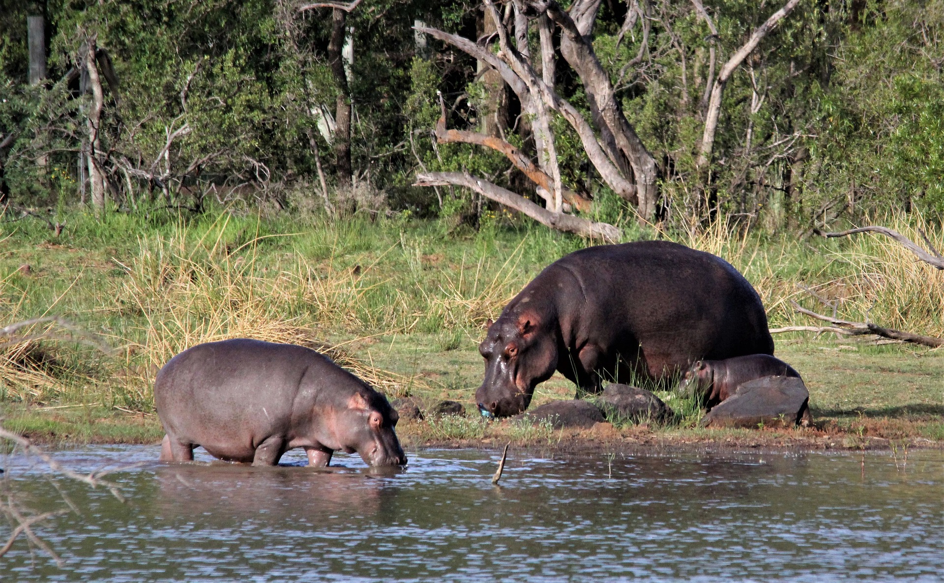 Series 9: Hippo Series