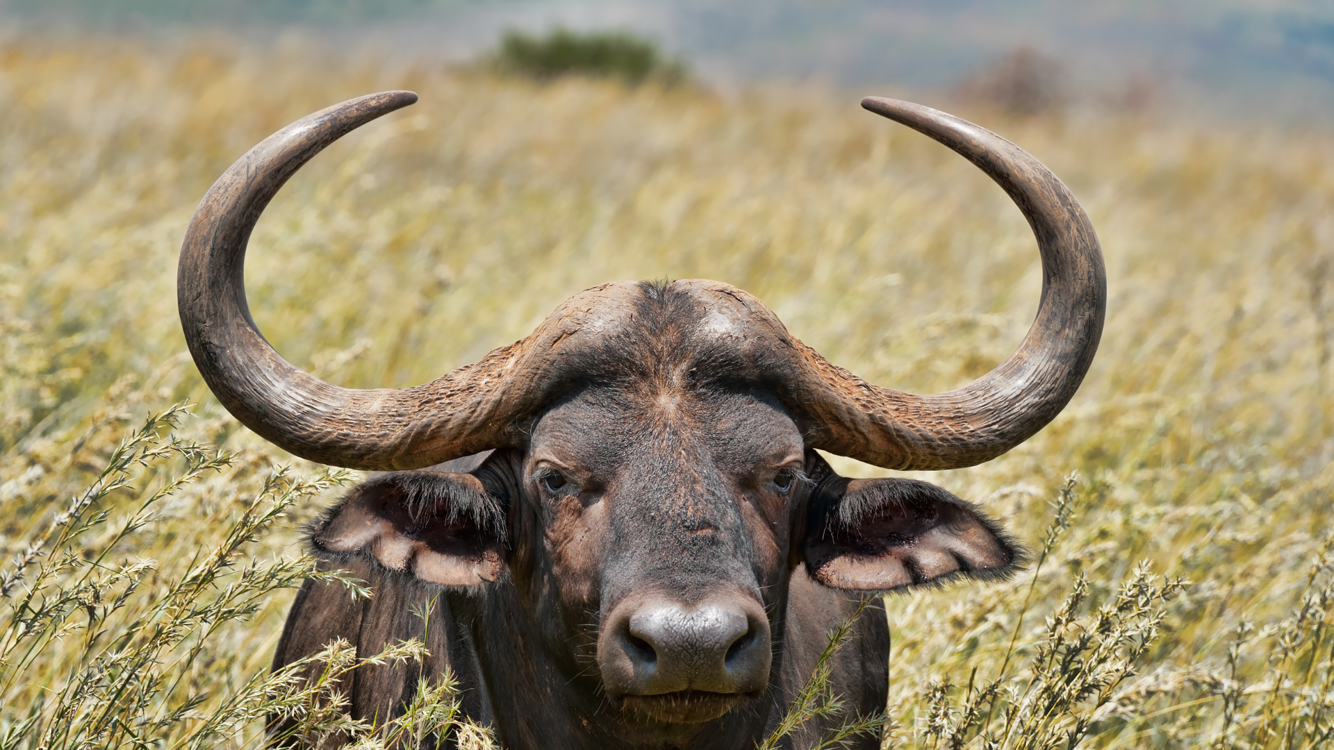 Read more about the article 11 Facts About African Buffaloes