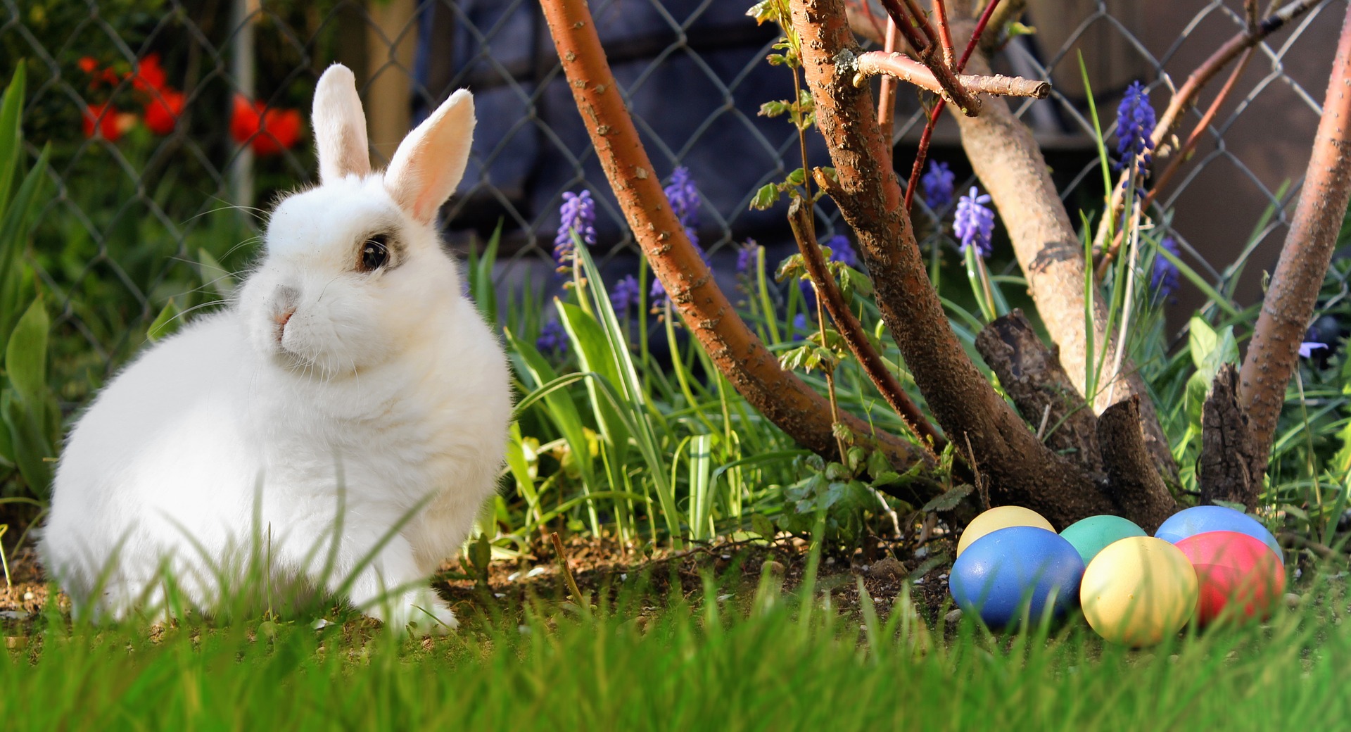 You are currently viewing Eleven Facts About Rabbits