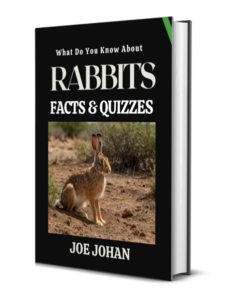 What Do You Know About Rabbits