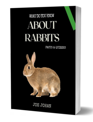 What Do You Know About The Rabbits: Facts & Quizzes