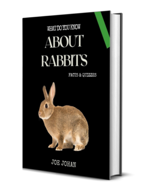 What Do You Know About The Rabbits: Facts & Quizzes